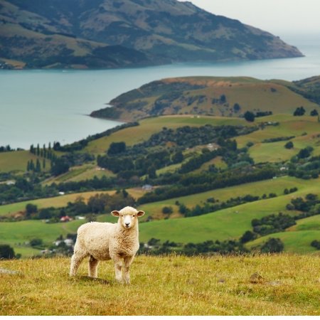 New Zealand 2